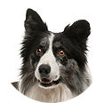 Collie